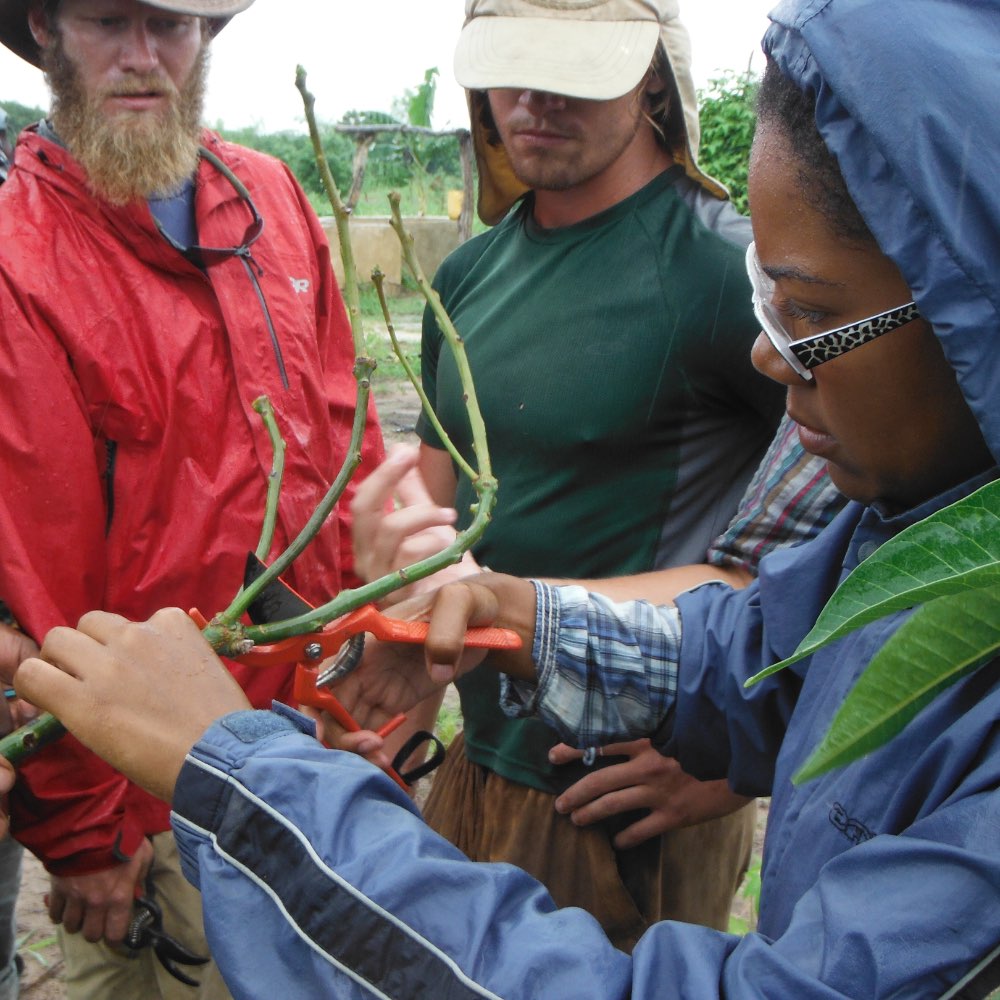SIT students pruning a plant during fieldwork