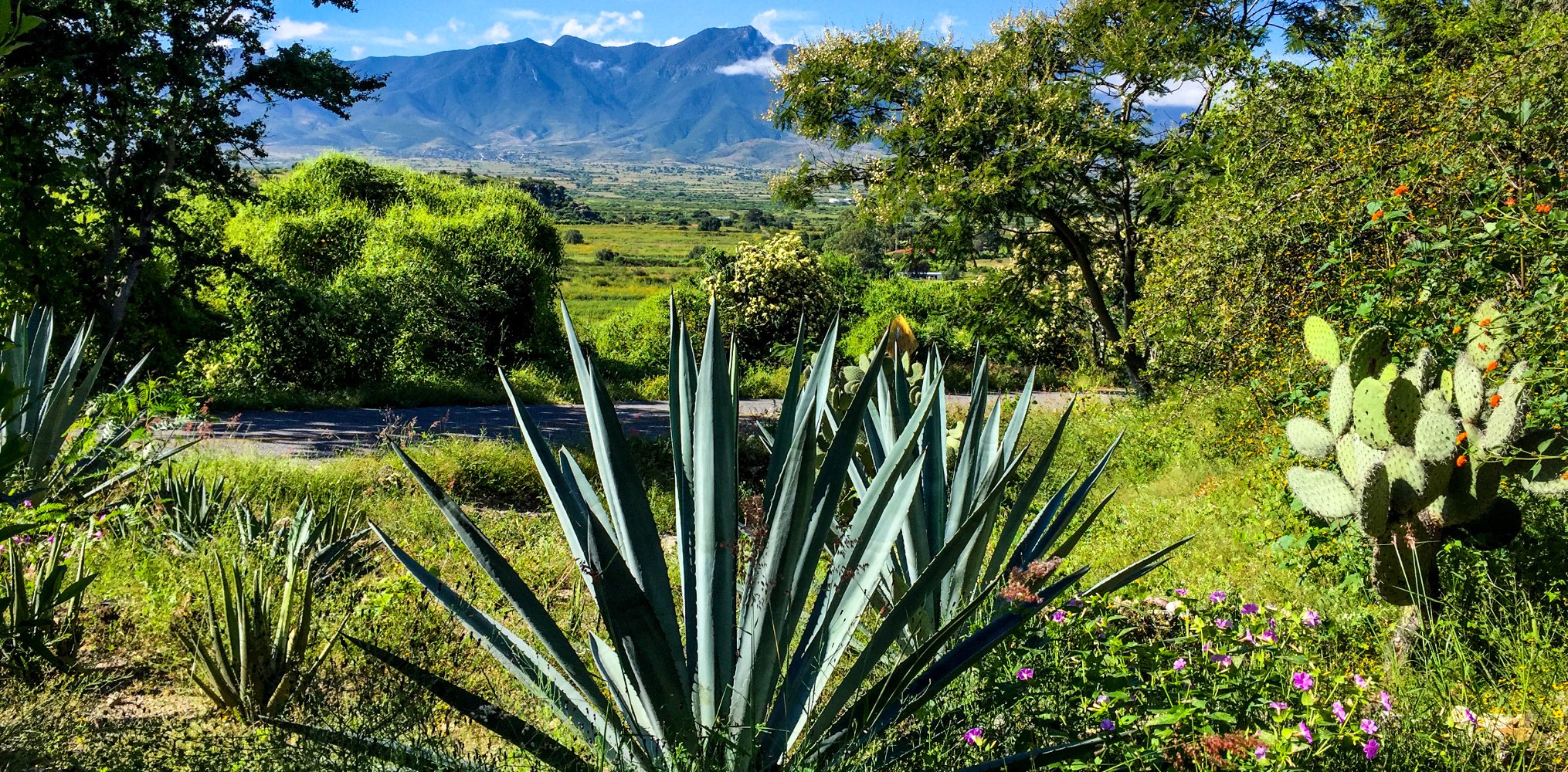 Agave plants in the Oaxaca, Mexico landscape